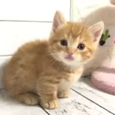 マンチカン(短足)