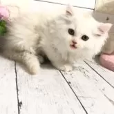 マンチカン(長足)