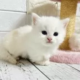 ミヌエット(短足)