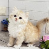 ミヌエット(長足)