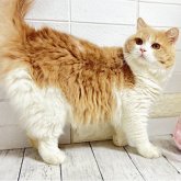 ブリティッシュショートヘア