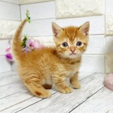 マンチカン(短足)