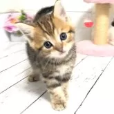 マンチカン(長足)