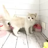 マンチカン(長足)【埼玉県・男の子・2024年9月21日・クリームタビーアンドホワイト】の写真1