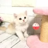 マンチカン(長足)