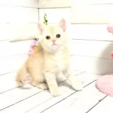 マンチカン(長足)
