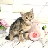 マンチカン(長足)