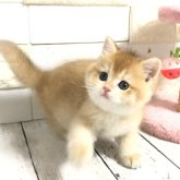 ブリティッシュショートヘア