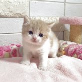 マンチカン(短足)