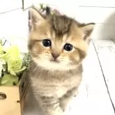 ブリティッシュショートヘア