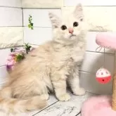 マンチカン(長足)