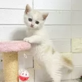 マンチカン(長足)