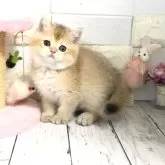 ブリティッシュショートヘア
