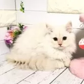 マンチカン(長足)