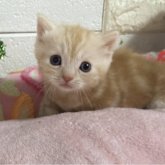 マンチカン(短足)