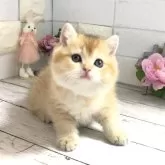 ブリティッシュショートヘア