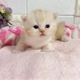 ミヌエット(長足)