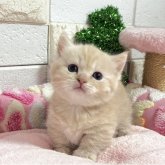 マンチカン(短足)