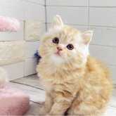 ミヌエット(長足)