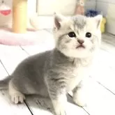 ブリティッシュショートヘア