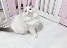 ラグドール【埼玉県・男の子・2025年5月6日・ブルーポイントバイカラー】の写真2