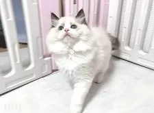 ラグドール【埼玉県・男の子・2025年5月6日・ブルーポイントバイカラー】の写真4