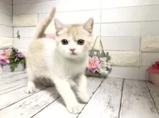 マンチカン(長足)【埼玉県・男の子・2024年9月21日・クリームタビーアンドホワイト】の写真2