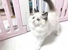 ラグドール【埼玉県・男の子・2025年5月6日・ブルーポイントバイカラー】の写真7