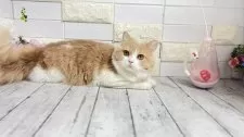 ブリティッシュショートヘア【埼玉県・男の子・2025年1月1日・クリームタビーアンドホワイト】の写真8