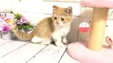マンチカン(短足)【埼玉県・女の子・2025年1月10日・レッドタビーアンドホワイト】の写真8