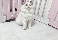 ラグドール【埼玉県・男の子・2025年5月6日・ブルーポイントバイカラー】の写真8