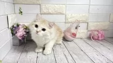 マンチカン(長足)【埼玉県・男の子・2025年4月17日・ホワイトレッド】の写真9