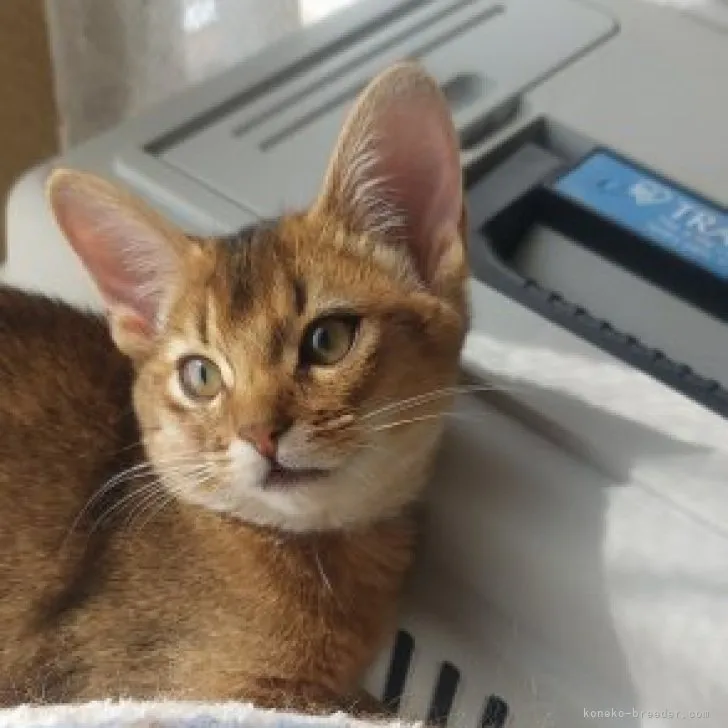 SA 様のお迎えした子猫