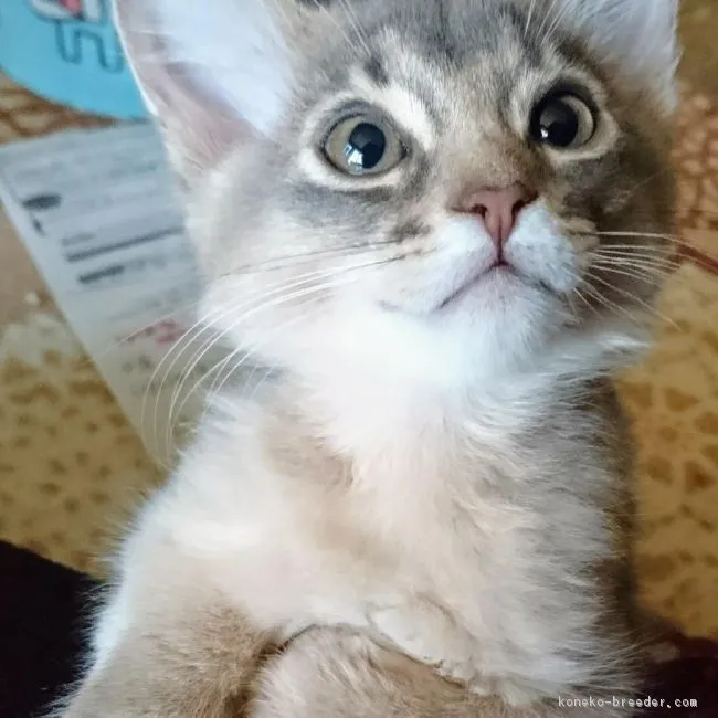 ID:1812-01383の子猫