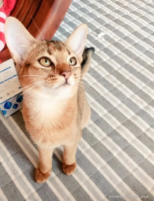 ID:2109-00435の子猫