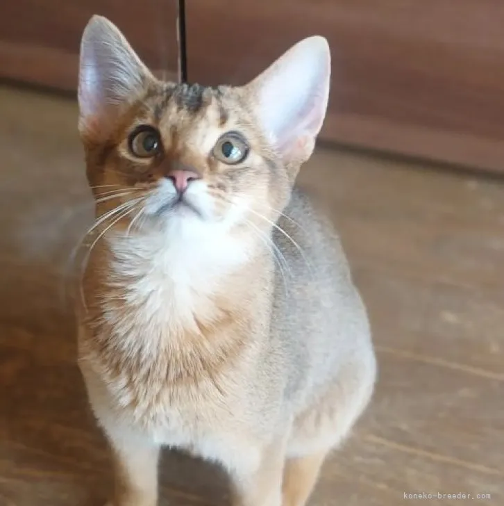ID:2303-00859の子猫