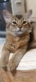 ソマリ【北海道・女の子・2025年5月22日・ルディ】の写真2「私を見て目を細める甘えん坊」