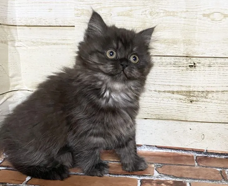 ID：2010-01617の子猫