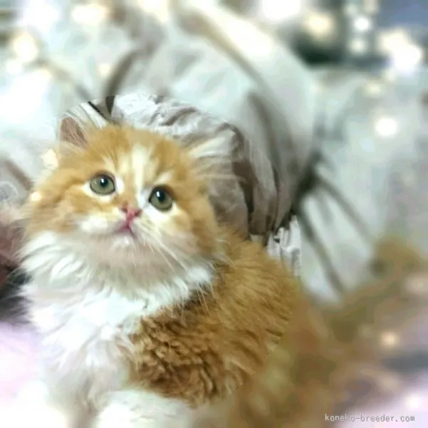 ID:1507-00344の子猫