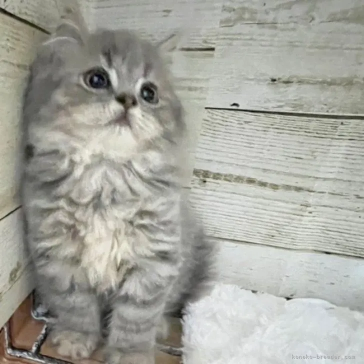 ID:2305-01149の子猫