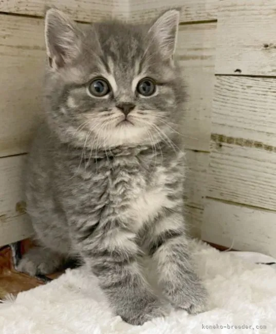 ID:2205-03305の子猫