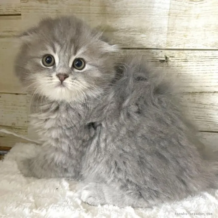 ID:2306-00235の子猫