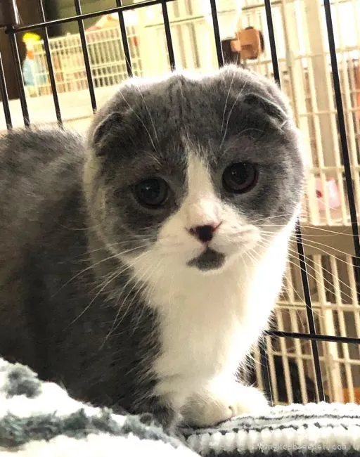 ID：2104-02456の子猫