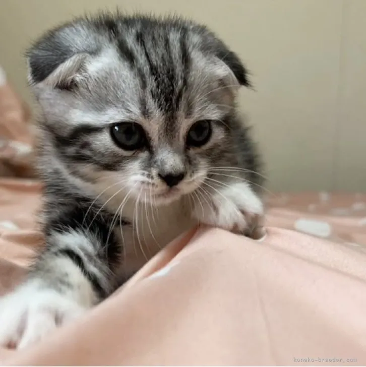 クニボー 様のお迎えした子猫