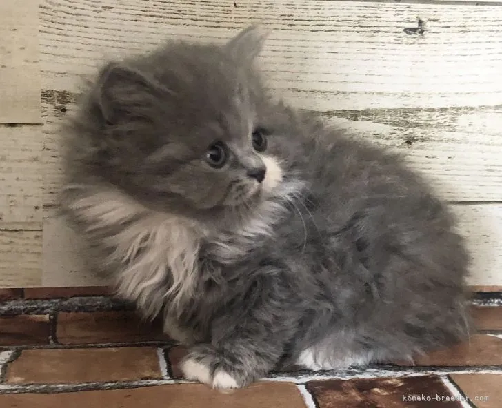 ID：2108-00080の子猫