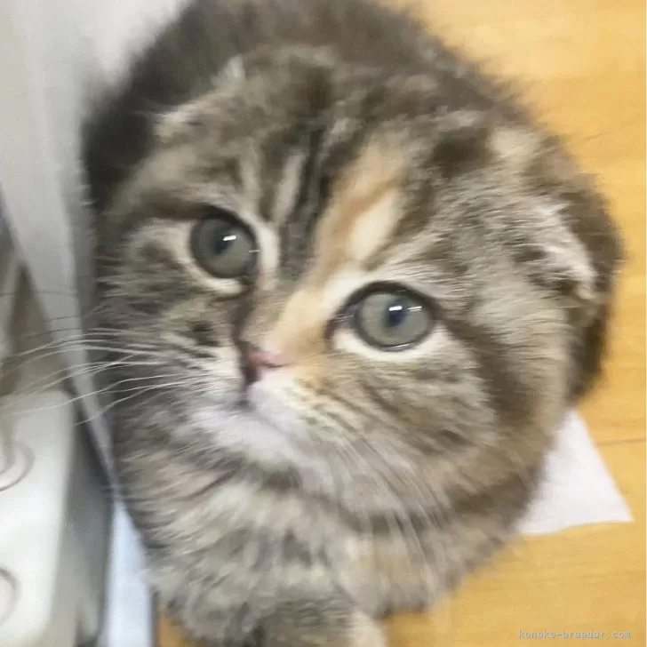 ID:2402-02101の子猫