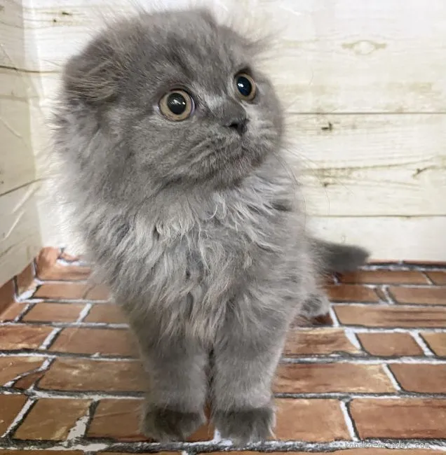 ID:2010-01620の子猫