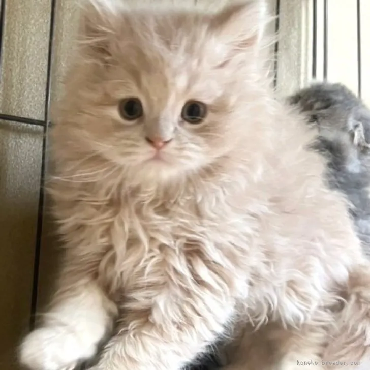 ID:2304-01010の子猫