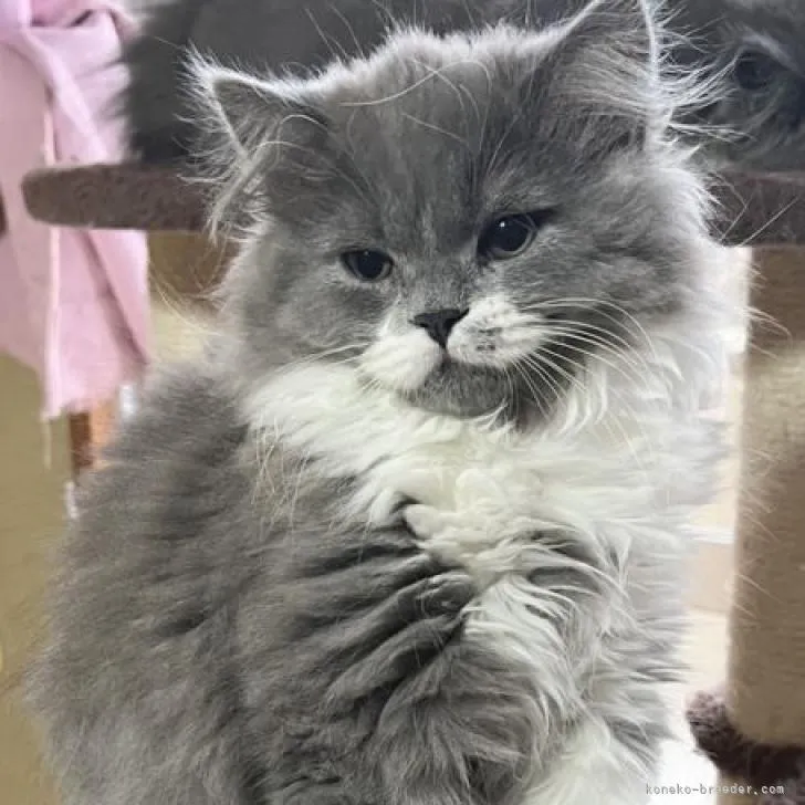 ID:2301-00531の子猫