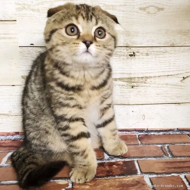 ID：1906-00644の子猫